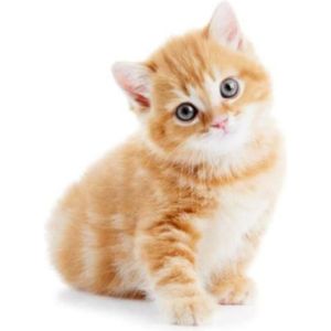 Bebe Chat Cdiscount