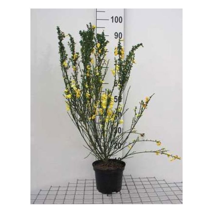 Cytisus scoparius - Genêt À Balais 40- 60 cm en pot
