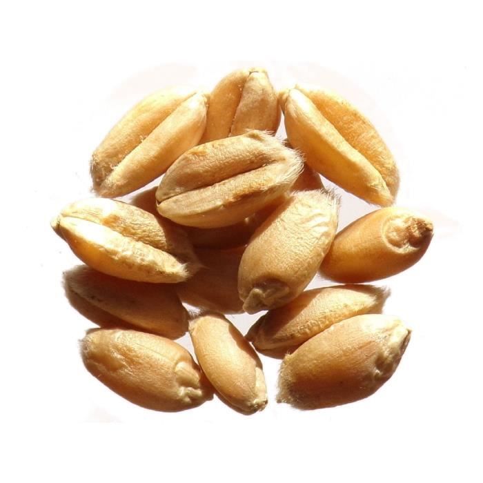 Blé Rouge de Bordeaux 100 grammes Triticum Caesium Wheat ( Engrais Vert Green Manure