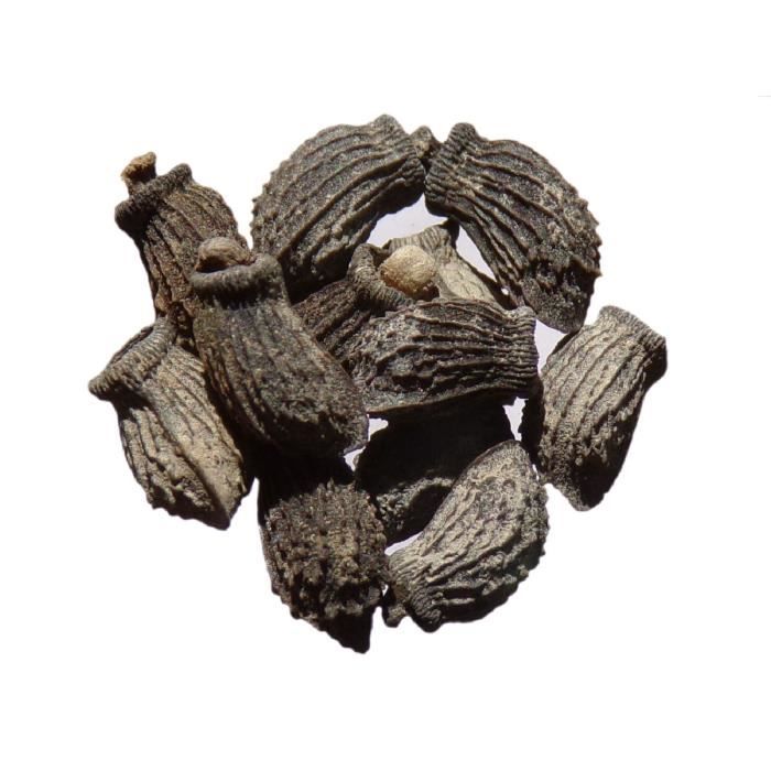 1000 Graines de Bourrache officinale Borago officinalis Seeds