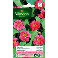 VILMORIN Capucine naine double Cherry Rose-0