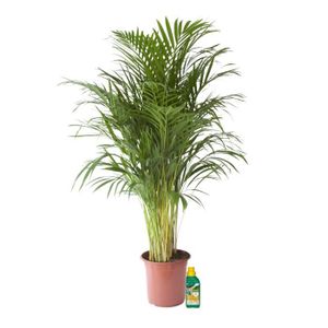 PLANTE POUSSÉE Plante d'intérieur – Palmiste multipliant en pot de fleur crème + 250 ml d'engrais comme un ensemble – Hauteur: 110 cm...