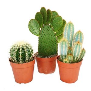 PLANTE POUSSÉE 3 différents plus grands cactus dans le set, pot de 12cm, hauteur environ 15-28cm
