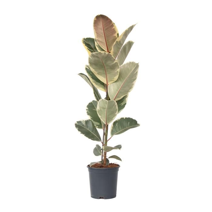 Arbre à Caoutchouc Tineke - Plante D'Intérieur Facile D'Entretien Hauteur 50cm