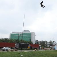 SURENHAP Cerf-volant de faucon volant pour jardin et ferme Flying Hawk avec perche télescopique de 5 m