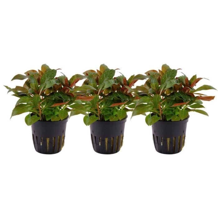 Comparer les prix de AquaOne Plantes d'aquarium - Pack de 3 plantes No.335A