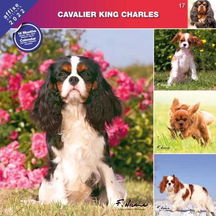 Calendrier Affixe 2023 Calendrier Cavalier King Charles 2022 - Affixe - Cdiscount Beaux-Arts Et  Loisirs Créatifs
