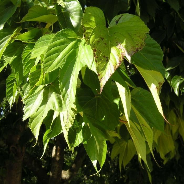 Blanche Mûre Morus alba Plante 35-40 cm Mûrier arbre fruitier obstpflanze