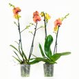 Orchidées – 2 × Orchidée papillon orange – Hauteur: 60 cm, 2 pousses, fleurs d'orange XB17-0