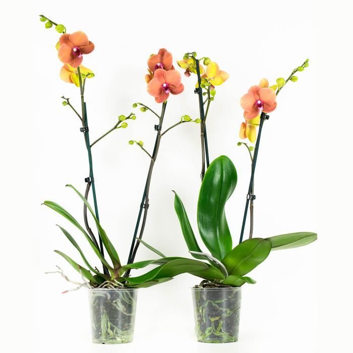 Orchidées – 2 × Orchidée papillon orange – Hauteur: 60 cm, 2 pousses, fleurs d'orange XB17