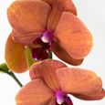 Orchidées – 2 × Orchidée papillon orange – Hauteur: 60 cm, 2 pousses, fleurs d'orange XB17-1