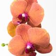Orchidées – 2 × Orchidée papillon orange – Hauteur: 60 cm, 2 pousses, fleurs d'orange XB17-2