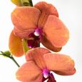 Orchidées – 2 × Orchidée papillon orange – Hauteur: 60 cm, 2 pousses, fleurs d'orange XB17-3