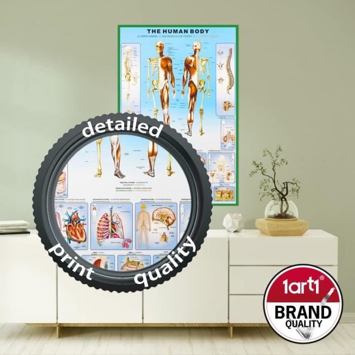 Le Corps Humain Poster Anatomie Affiche Murale 91X61 Cm[n67 — free download