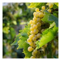 Plante poussée - BELLEVUE DISTRIBUTION - Vitis vinifera Lilla - Raisin de table - Jaune - 60/120 cm