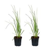 XL Cortaderia 'Mini Pampas' - Herbe de la pampa naine par 2 pièces - Plante d'extérieur en pot de culture D17 cm - H25 cm.