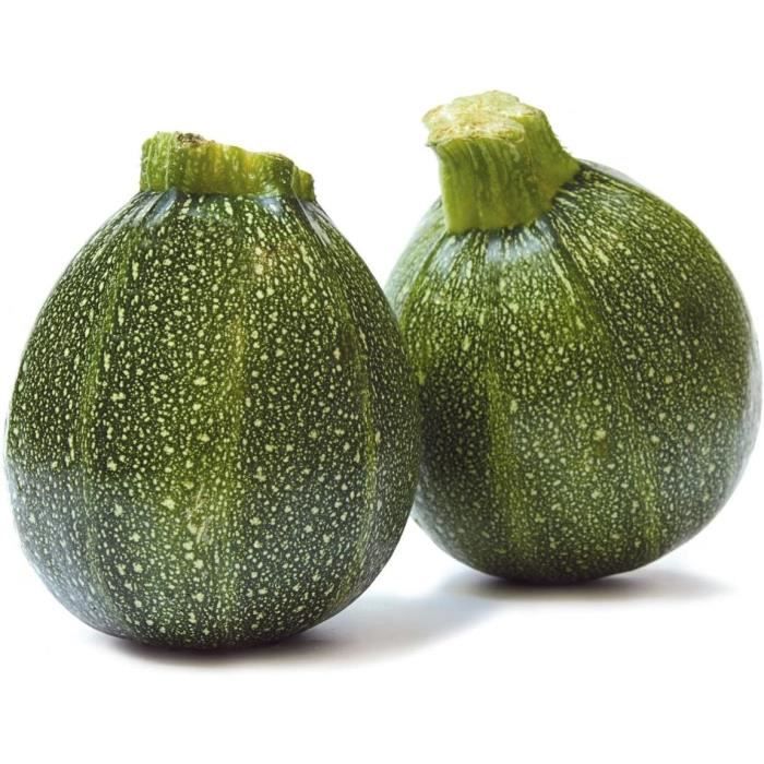 25 graines - Courgette ronde de Nice - Idéal pour fleurs[530 ...