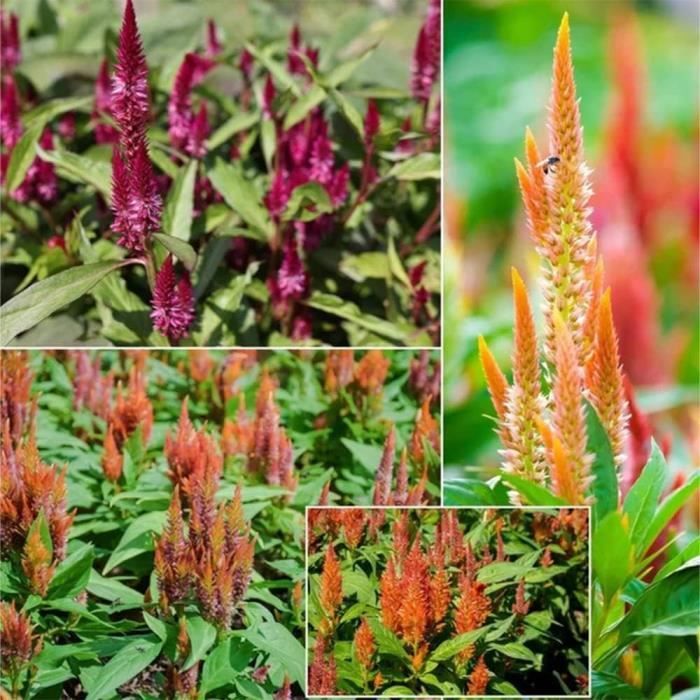 Graines De Célosie Crête De Coq (Celosia Cristata) - 150 Graines - Fleur Estivale Colorée Pour Massif Ou Potée