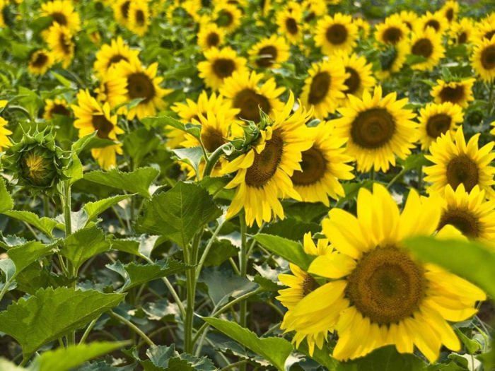 Comparer les prix de Lot de 20 graines de tournesol (Helianthus annus) bio non-OGM pour la maison Jardin Sunny Sun Flower Seeds Open Pollinated Seeds