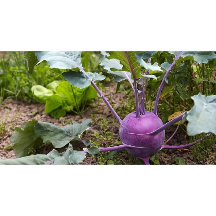 Legume Rave 300 Graines De Chou Rave Delicatess Violet Légume Ancien Potager ...