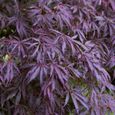 Acer palmatum "Trompenburg"  Érable du Japon Plante de jardin à feuilles caduques Arbuste en pot-0