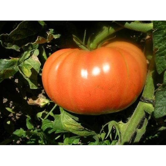 10 graines de tomate Valenciano