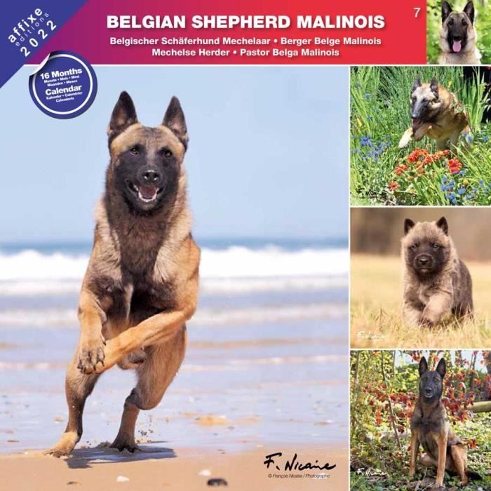 Berger Belge Malinois Cdiscount