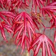 Acer palmatum "Trompenburg"  Érable du Japon Plante de jardin à feuilles caduques Arbuste en pot-1