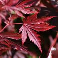 Acer palmatum "Trompenburg"  Érable du Japon Plante de jardin à feuilles caduques Arbuste en pot-2