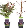 Acer palmatum "Trompenburg"  Érable du Japon Plante de jardin à feuilles caduques Arbuste en pot-3