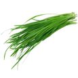 250 Graines de Ciboulette à feuilles larges -  aromatique - semence paysanne-0