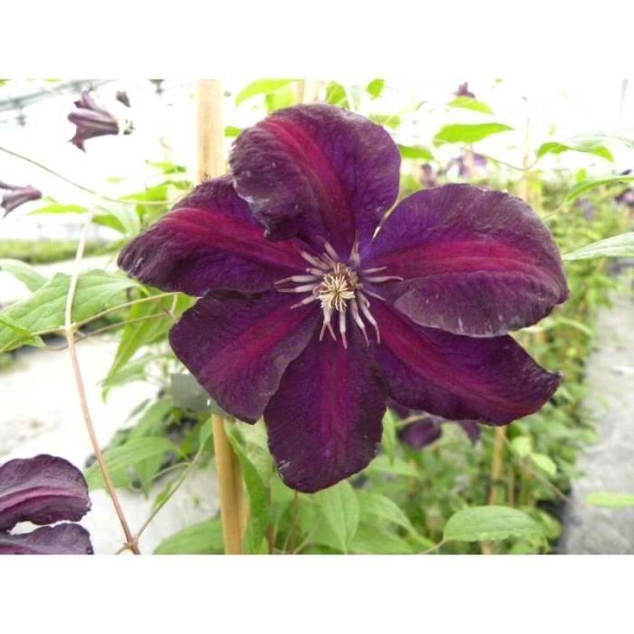 Clématite romantika c 4 litres - fleur violette - Cdiscount Jardin