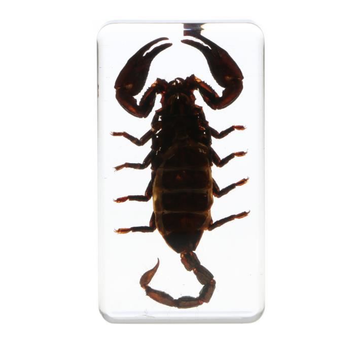 Figurine Decor De Gateau 1 Piece Speciman Insecte Cdiscount Maison