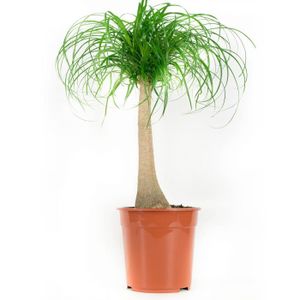 Arbres dint/érieur de Botanicly Yucca Hauteur: 35 cm 4 /× M/élange de plantes vertes tropicales Ficus GinSeng Beaucarnea Pachira
