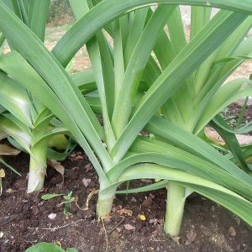 150 Graines de Poireau jaune gros du Poitou Cdiscount Jardin