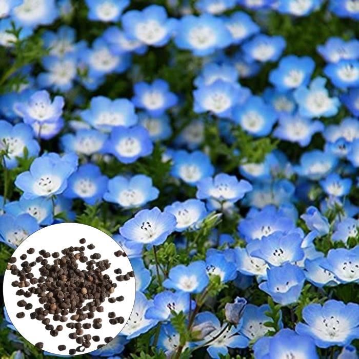 Graine de fleur100Pcs Facile à cultiver, Prolifique, Non OGM Cdiscount Jardin