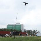 IAMS CHIEN EBTOOLS effaroucheur d'oiseaux Cerf-volant de faucon volant extensible avec un mât télescopique de 5 m