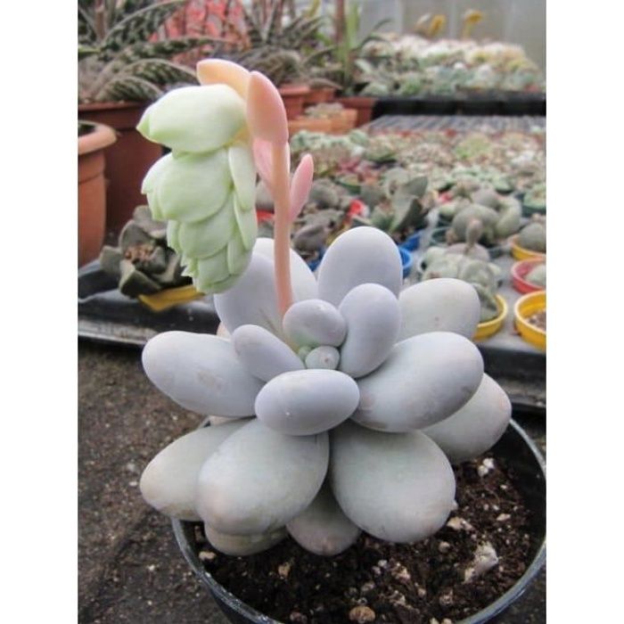 10 Graines De Pachyphytum Oviferum, Jardin Des Plantes Grasses, Des Mignons De Succulentes, Exotiques Rares Succulentes À Fleurs G