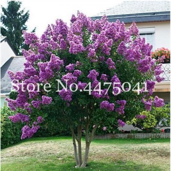 Version 3 0 Pieces Crape Myrte Arbuste Lagerstroemie Fleur Vivace Bonsai Peut Pousser Grand Arbre Plante Cour Myrte Fleurs Cdiscount Jardin