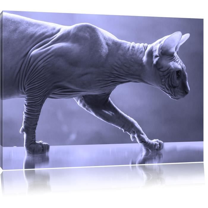Chat Unique Sphynx Photo Sur Toile Taille 1x80 Cm Peinture Murale Art Print Pret Couvert Lf04 1x80 Cdiscount Maison