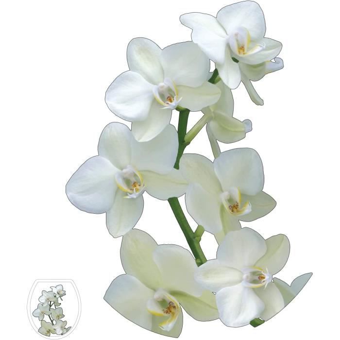 Autocollants Dorés & Colorés Pour Abattant WC – Motifs Fleurs, Poissons, Oiseaux – Étancher – Décoration Salle De Bain – Faciles à Poser