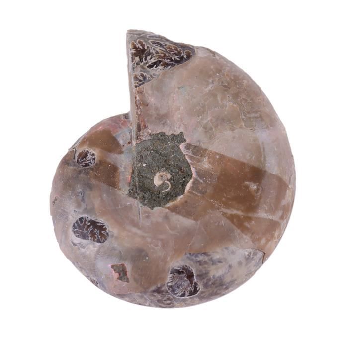 2 Pcs Ammonite Fossile Spécimen Ammonite Véritable Dinosaure Fossiles Shell Madagascar Pierres Naturelles Et Minéraux Spécimens D'enseignement Spécimen Minéral (4cm)(Diameter 4cm 2 Pcs Ammonite Fossile Spécimen Ammonite Véritable Dinosaure Fossiles Shell Madagascar Pierres Naturelles Et Minéraux Spécimens D'enseignement Spécimen Minéral (4cm)(Diameter 4cm