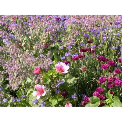 Prairie Fleurie - Mélange terrain sec - graines de fleurs - 7m2, vente au  meilleur prix