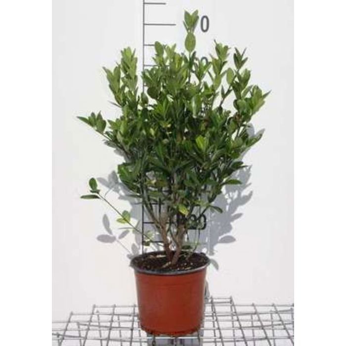 Euonymus japonicus - Fusain Du Japon 40- 60 cm en pot