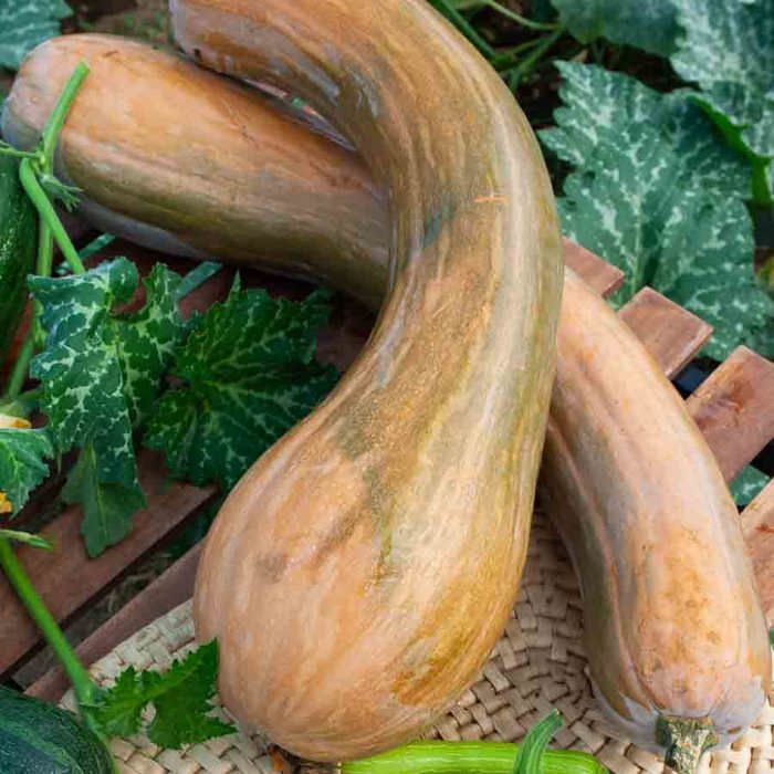 Meilleurs prix pour Courge de Nice à fruit long - VILMORIN - Variété traditionnelle très productive