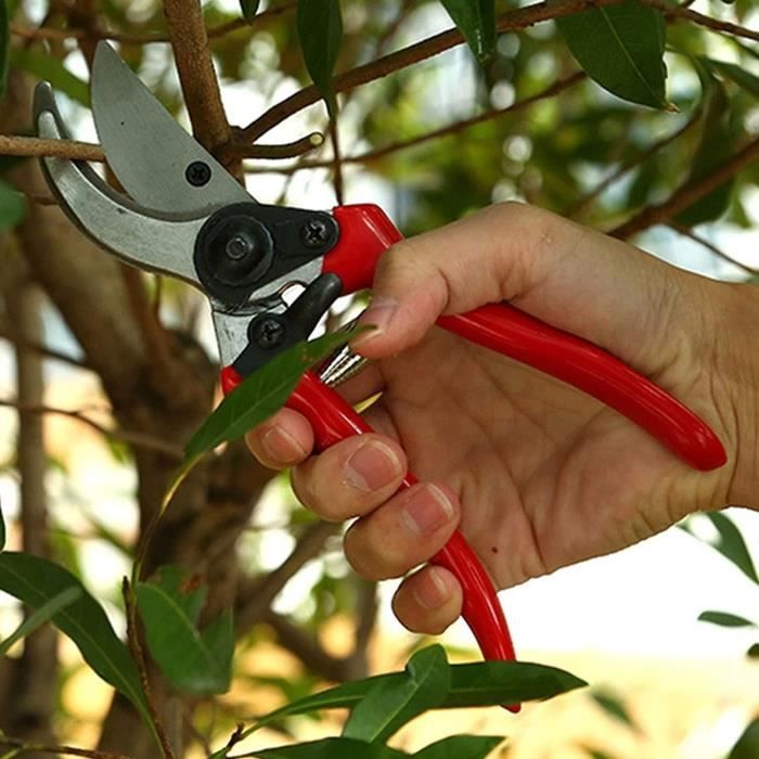 Acheter Sécateur sécateur professionnel jardinage sécateur lame inox bonsaï