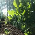 GardenSkill Treillis pour Petit Pois, Tomates - Support de Plantes Grimpantes pour Jardin et Serre - Cadre Tuteur Potager 100x125cm-2