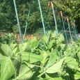 GardenSkill Treillis pour Petit Pois, Tomates - Support de Plantes Grimpantes pour Jardin et Serre - Cadre Tuteur Potager 100x125cm-3