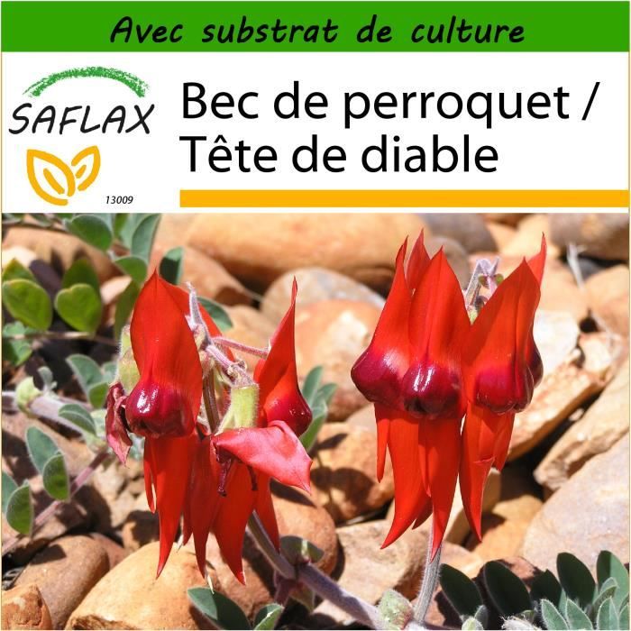 SAFLAX - Bec de perroquet - Tête de diable - 20 graines - Avec substrat -  Clianthus formosus syn. Swaisonia formosa - Cdiscount Bricolage