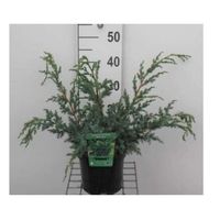 Genévrier de Chine 'Blue Alps' - Juniperus chin. - 25-30 cm en pot